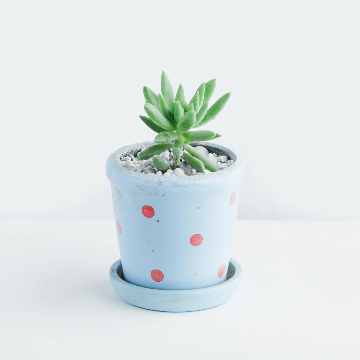 shope-010.webp
